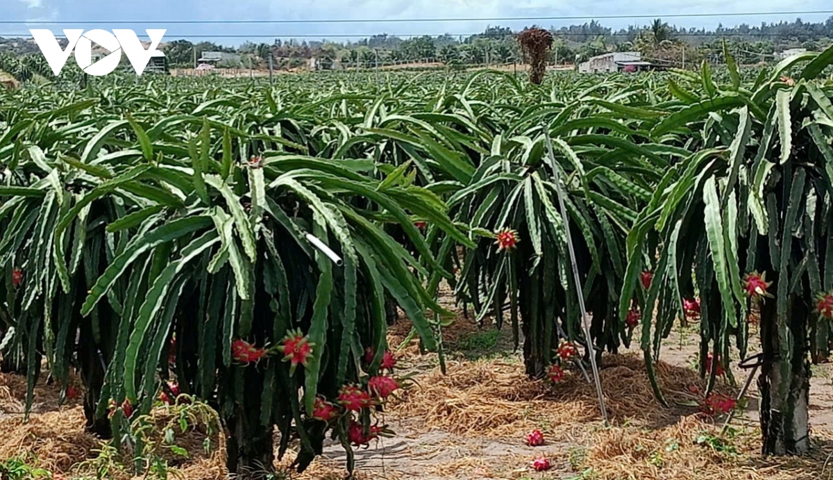 Chuyển đổi xanh, hỗ trợ doanh nghiệp, hợp tác xã, người trồng thanh long ở Bình Thuận